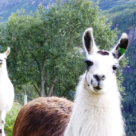 Séjour à la ferme Westeras Gard Geiranger