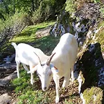 Vakantieboerderij Westeras Gard